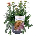 Afbeelding van VP Achillea P19 Milly Rock Red